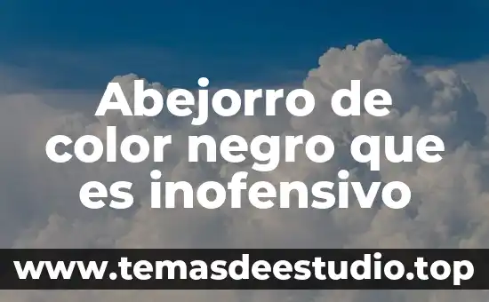 Vermillion que es 3 Abejorro de color negro que es inofensivo