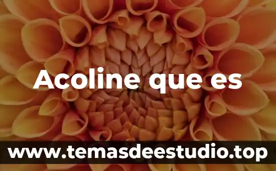Abstracción verbal que es 8 Acoline que es