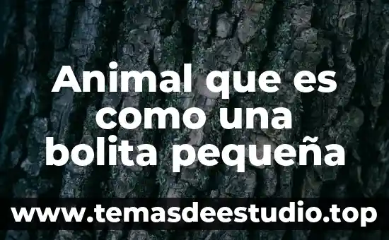 Que es drosophila y que animal es 3 Animal que es como una bolita pequeña