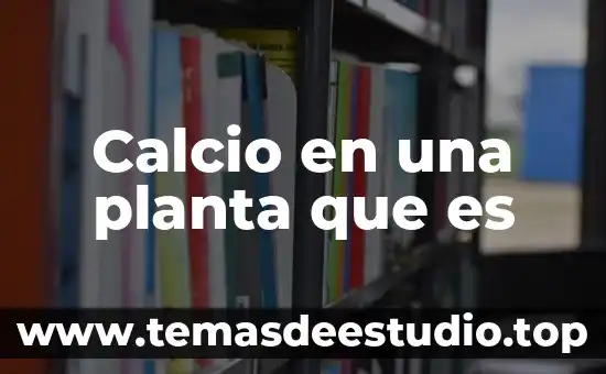 Que es la planta de cirio 4 Calcio en una planta que es
