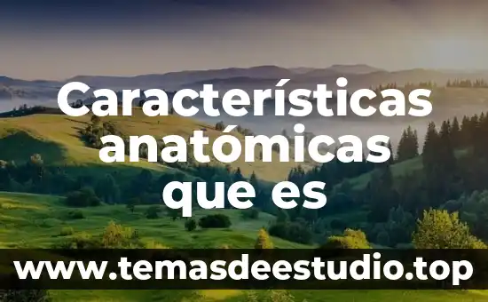 Qué es una artesanía y sus características 3 Características anatómicas que es