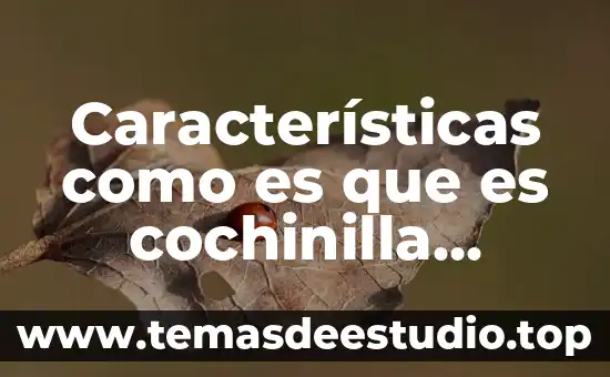 Características como es que es cochinilla algodonosa