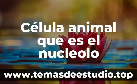 Que es el nucleolo celular y su funcion 5 Célula animal que es el nucleolo