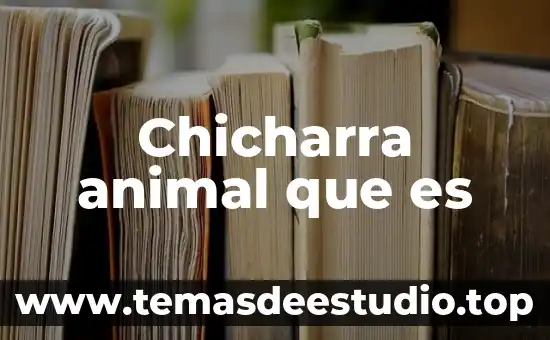 Que es un animal llamado arlomo 7 Chicharra animal que es