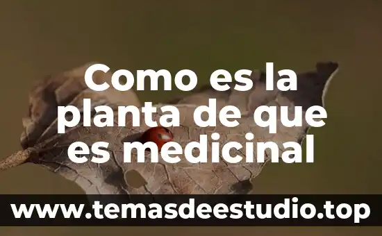 Que es una planta medicinal oms 2017 5 Como es la planta de que es medicinal