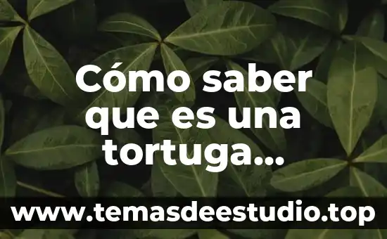 Cuál es el animal que es hembra y macho 5 Cómo saber que es una tortuga hembra o macho