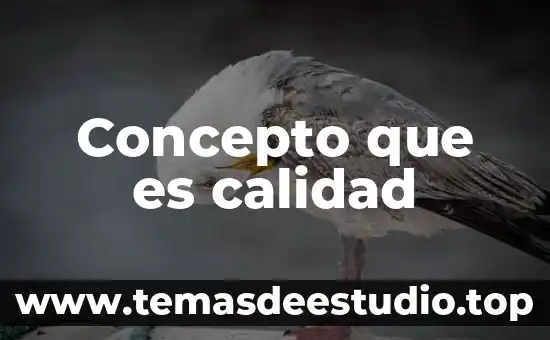 Que es un concepto rector 6 Concepto que es calidad