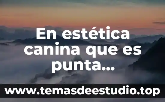 En estética canina que es punta diamante