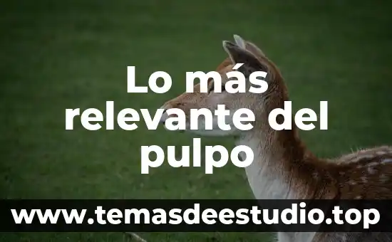 Lo más relevante del pulpo
