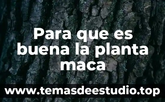 Para que es buena la fruta pitaya 5 Para que es buena la planta maca