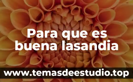 Para que es buena la planta maca 3 Para que es buena lasandia