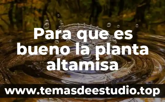 Que es bueno para quitar cicatrices 4 Para que es bueno la planta altamisa