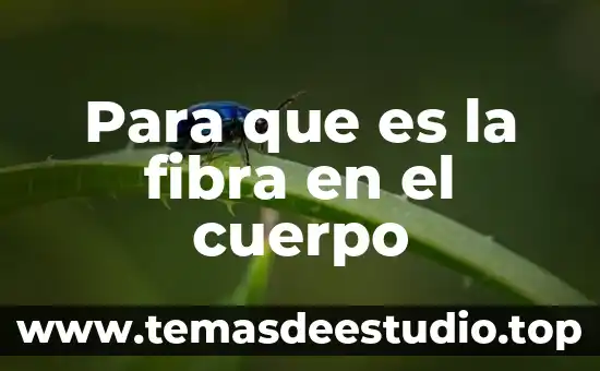 Que es el cuerpo humano enciclopedia 7 Para que es la fibra en el cuerpo