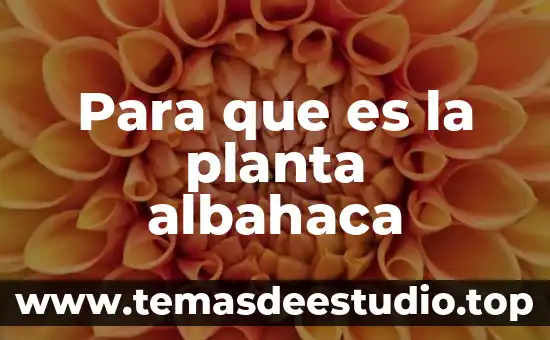 Qué es la planta amalaki 3 Para que es la planta albahaca