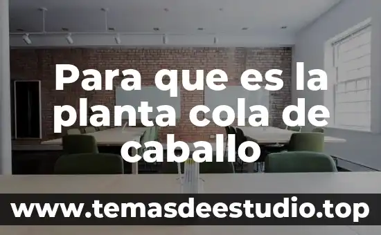 Qué es una hoja de planta 8 Para que es la planta cola de caballo