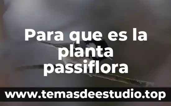 Tatinos en una planta que es 7 Para que es la planta passiflora