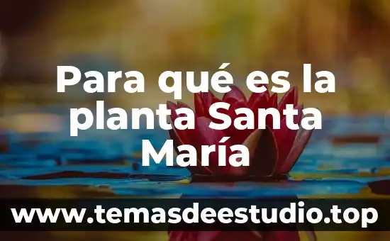 Que es planta piocha 6 Para qué es la planta Santa María