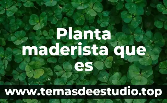 Tatinos en una planta que es 3 Planta maderista que es