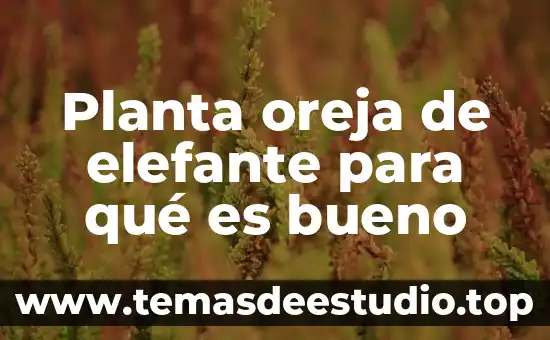 Qué es un visto bueno en comercio exterior 3 Planta oreja de elefante para qué es bueno