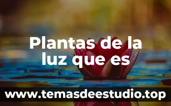 Plantas de la luz que es