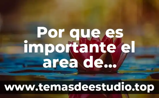 Qué es lo más importante de la teoría de Vigotsky 5 Por que es importante el area de compras