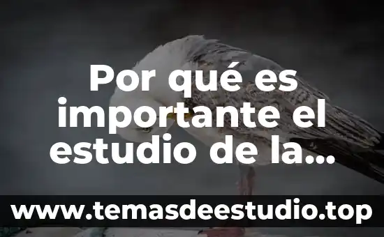 Por qué es importante el estudio de la filosofía