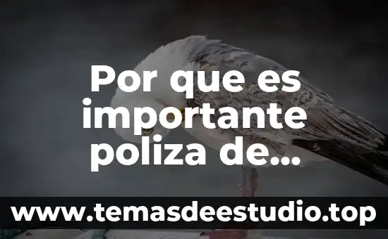 Por que es importante poliza de garantia