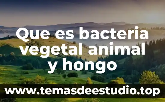 Que es significa la palabra mapa conceptualpalabra hongo 3 Que es bacteria vegetal animal y hongo