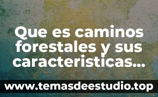 Que es un boceto y sus caracteristicas 3 Que es caminos forestales y sus caracteristicas de cada cuno