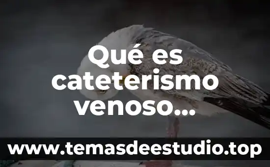 Que es un banner animado 4 Qué es cateterismo venoso periferico animado