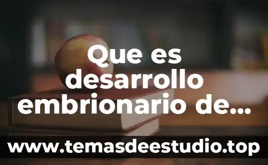 Que es el desarrollo back end y front end 3 Que es desarrollo embrionario de un animal
