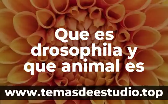 Animal que es como una bolita pequeña 6 Que es drosophila y que animal es