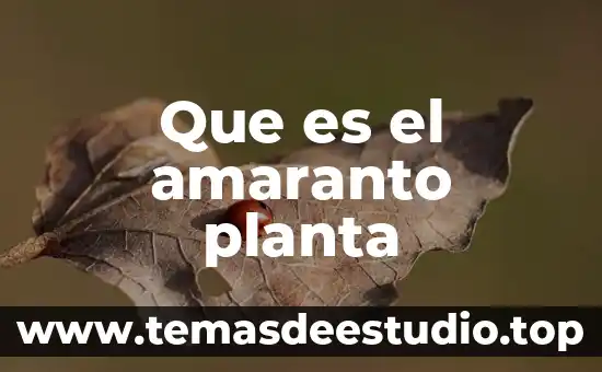 Que es planta piocha 8 Que es el amaranto planta