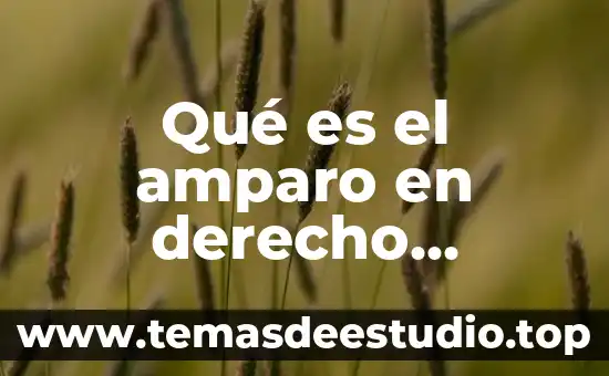 Que es un amparo directo adhesivo 4 Qué es el amparo en derecho constitucional