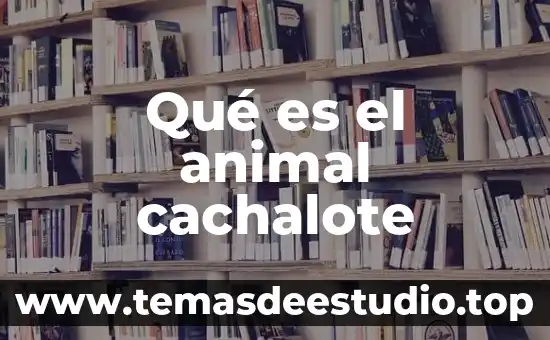 Que es drosophila y que animal es 6 Qué es el animal cachalote