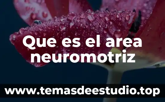 Qué es un área de intervención concepto 7 Que es el area neuromotriz