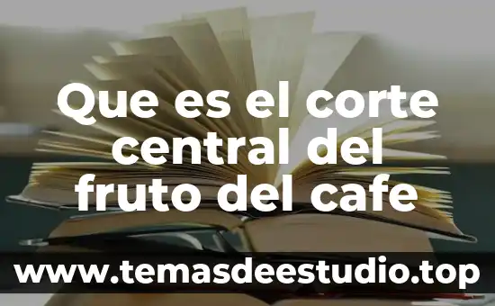 Que es el due significado 5 Que es el corte central del fruto del cafe
