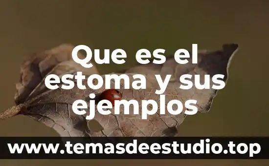 Que es un intertexto ejemplos 4 Que es el estoma y sus ejemplos