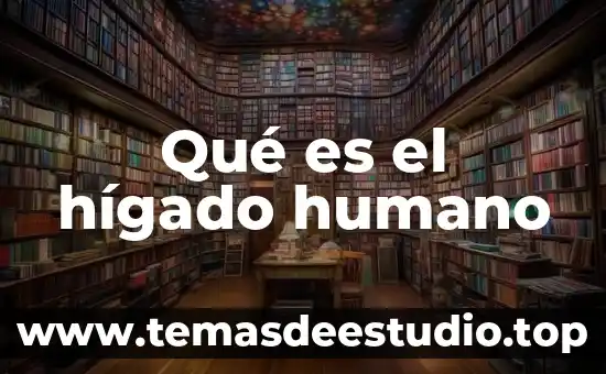 Qué es el hígado humano