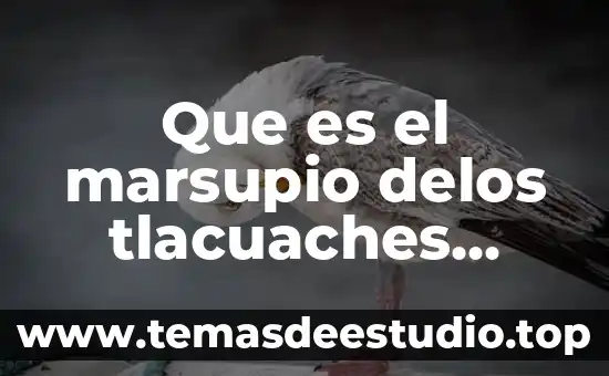 Que es hemiciclo a los niños heroes coatzacoalcos 4 Que es el marsupio delos tlacuaches explicacion para niños