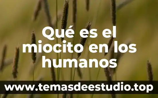 Qué es el miocito en los humanos