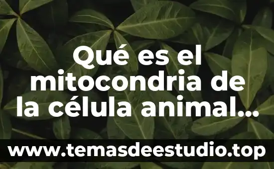 Qué es una célula secretora 7 Qué es el mitocondria de la célula animal función