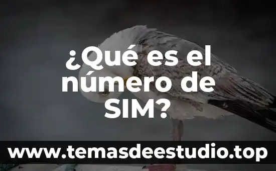 Qué es número gráfico 8 ¿Qué es el número de SIM?