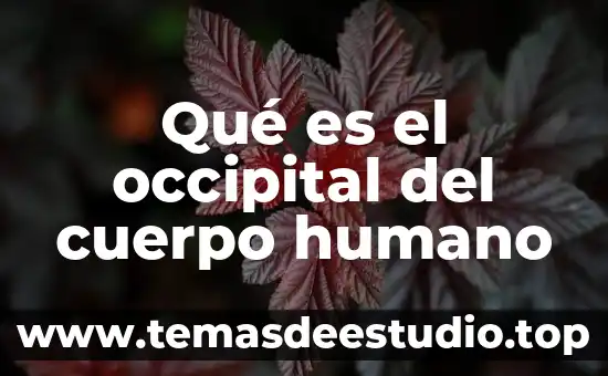 Sistemas corporales por que es importante del cuerpo humano 3 Qué es el occipital del cuerpo humano