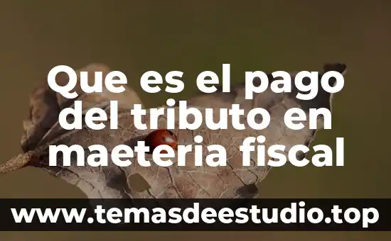 Que es la canasta fiscal 5 Que es el pago del tributo en maeteria fiscal