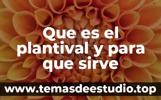 Que es el oasis world-class para que sirve 8 Que es el plantival y para que sirve