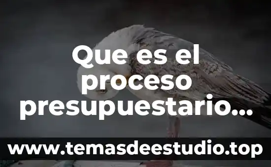 Que es la organizacion como proceso administrativo por 5 Que es el proceso presupuestario en finanzas
