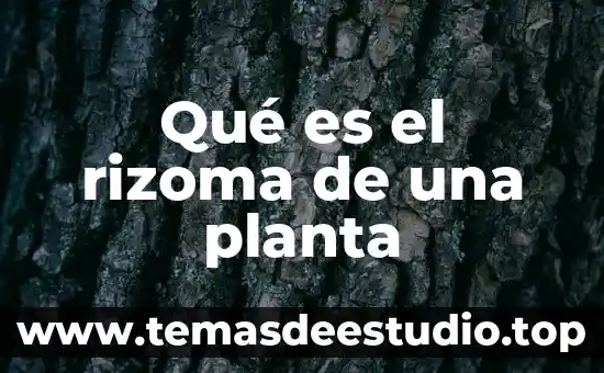 Qué es planta o alzado 4 Qué es el rizoma de una planta