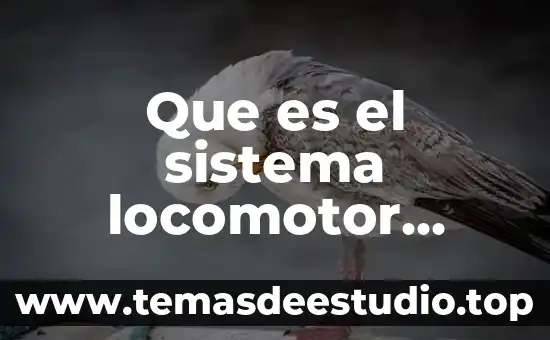 Que es el sistema locomotor hablando de energia