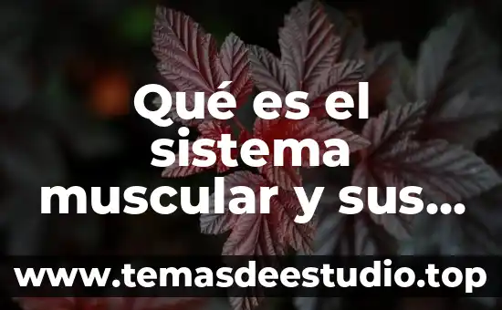 Qué es el sistema monetario 8 Qué es el sistema muscular y sus cuatro conectivos
